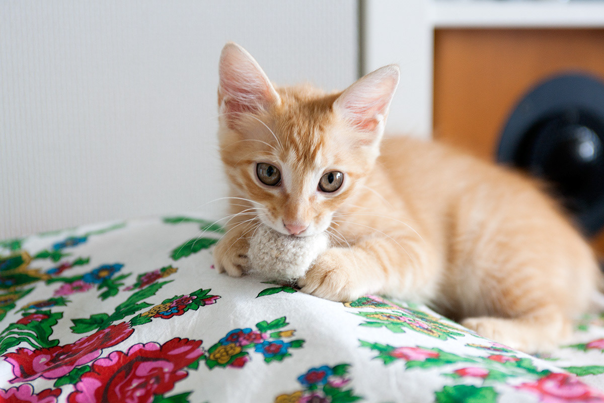 猫と生きる|猫沢エミ Photo : Rika Wada