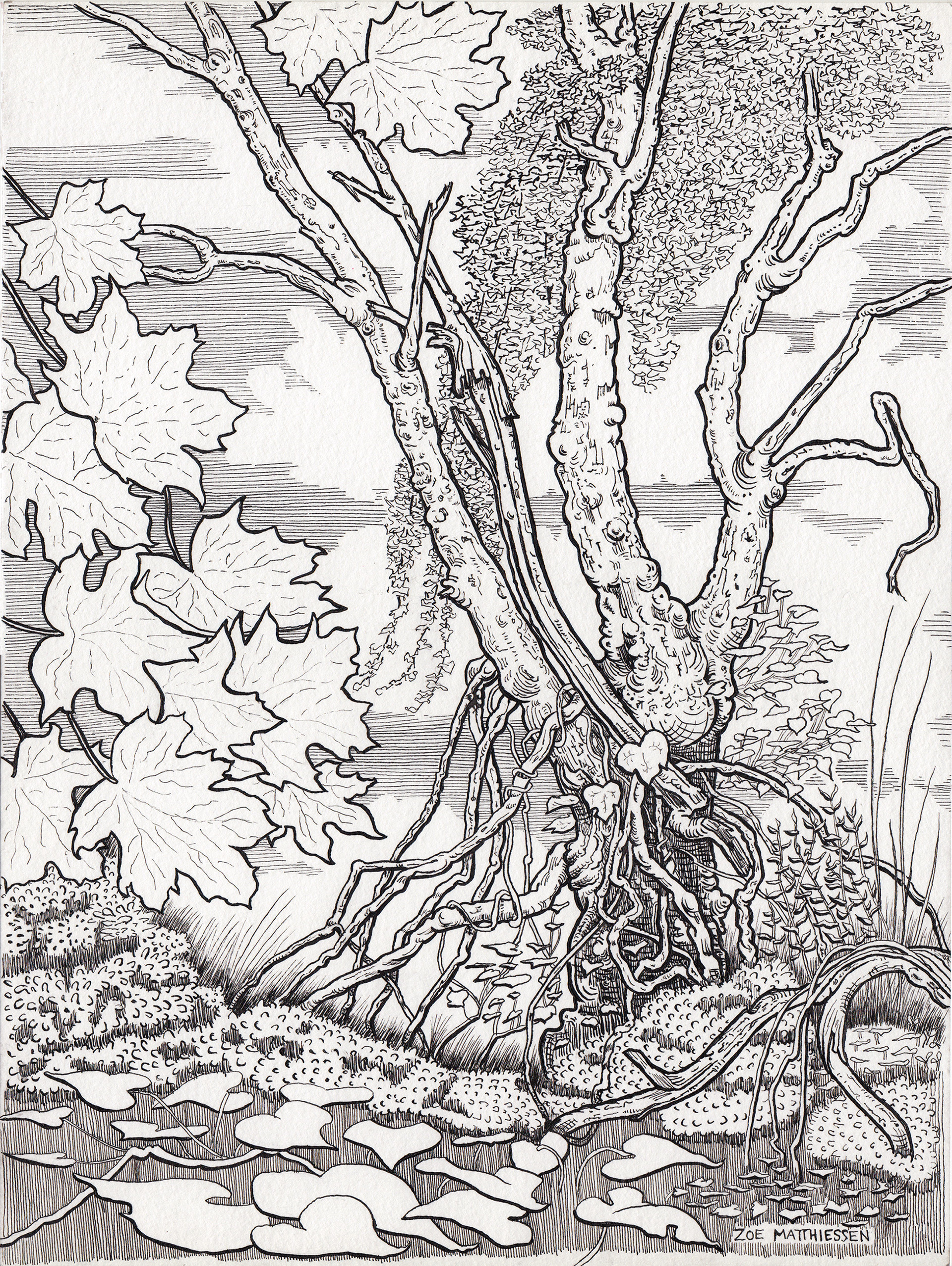 Tangle Tree Cove
