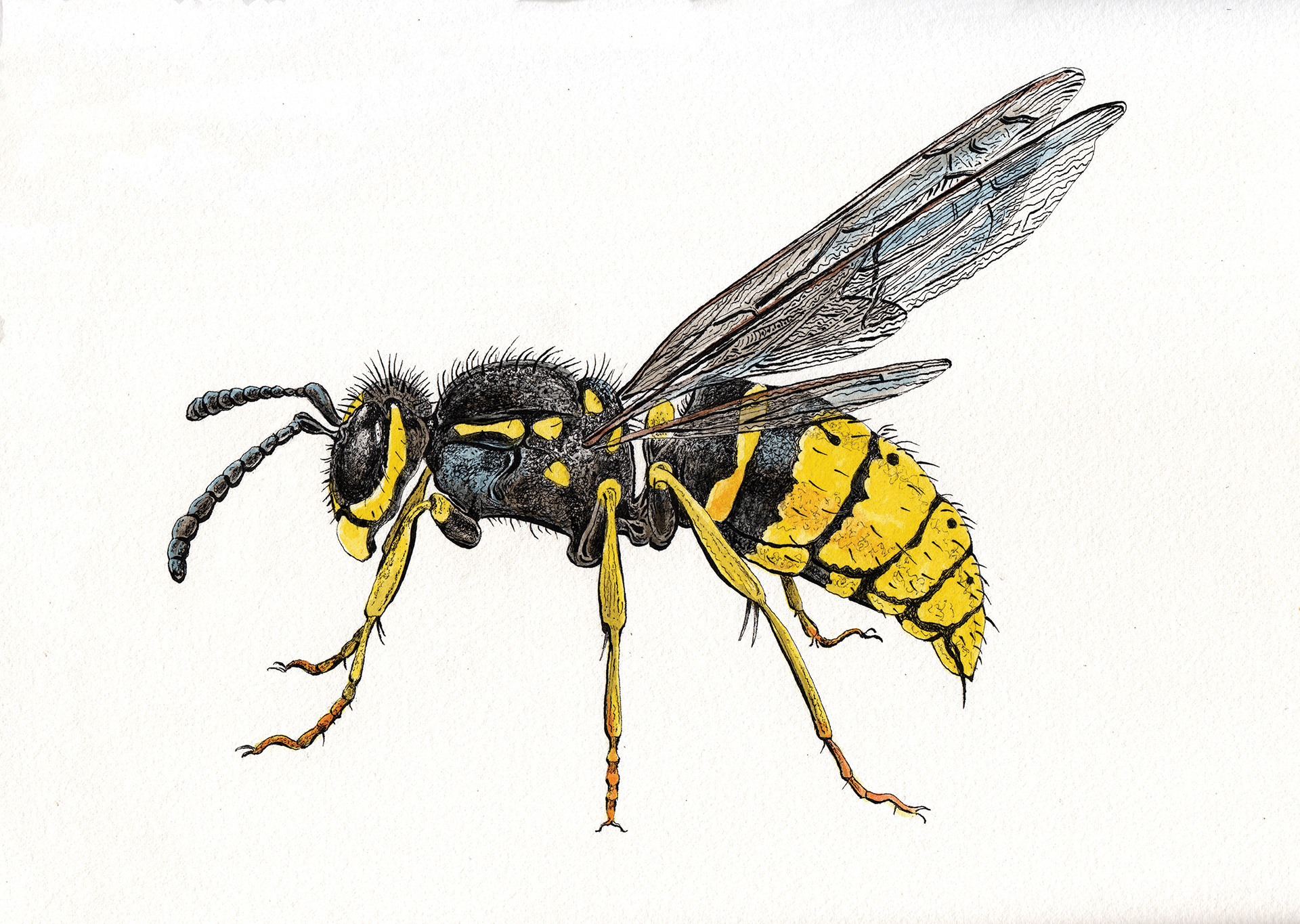 Yellowjacket (for the band, Yellowjackets)