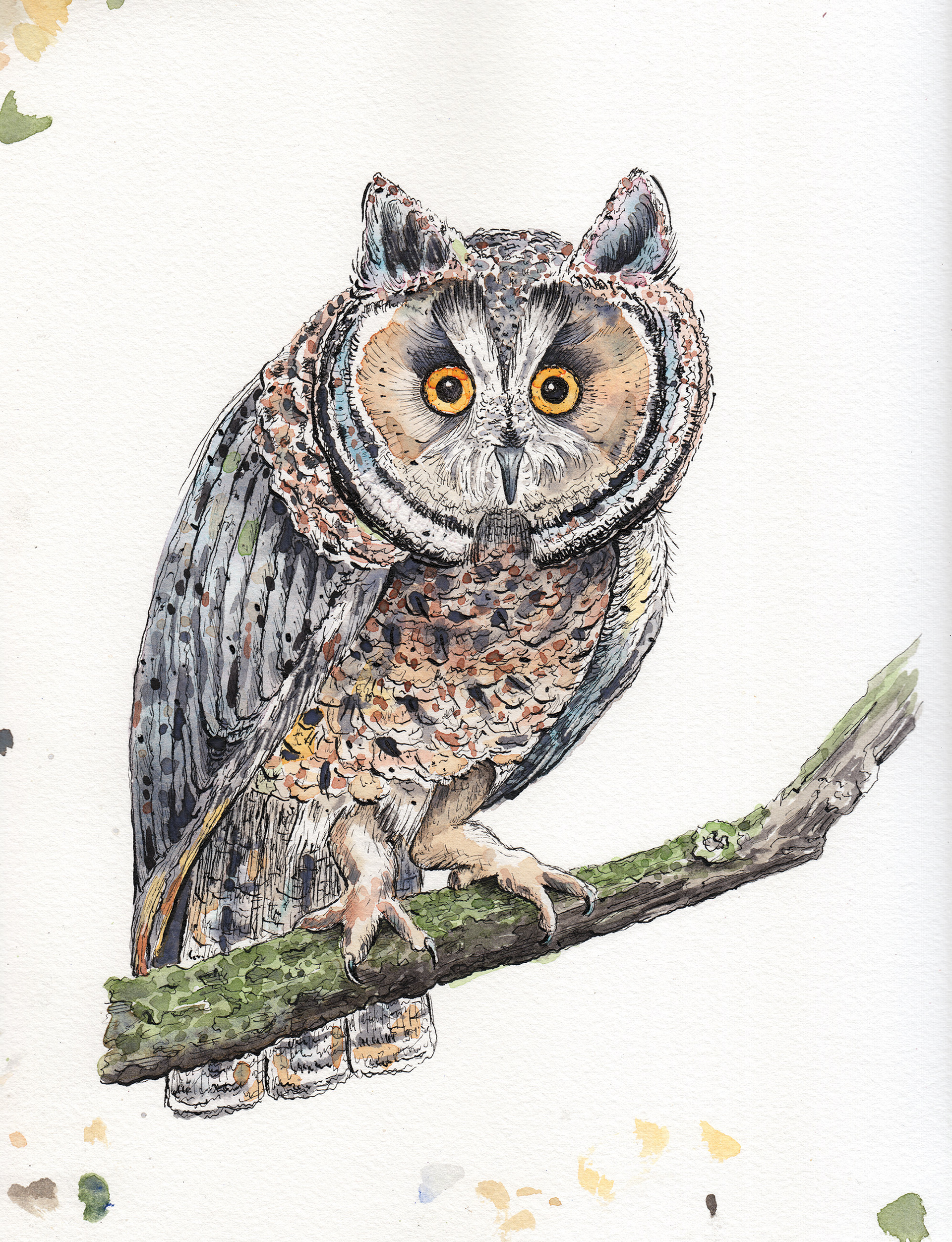 Owl