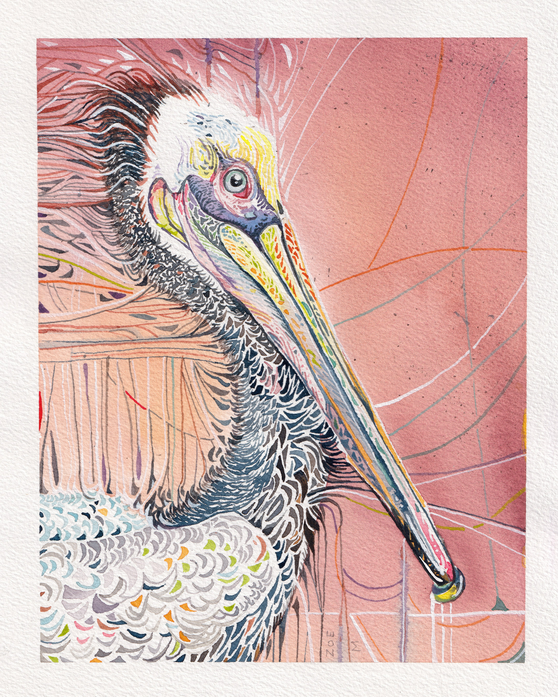 A Wonderful Bird is the Pelican