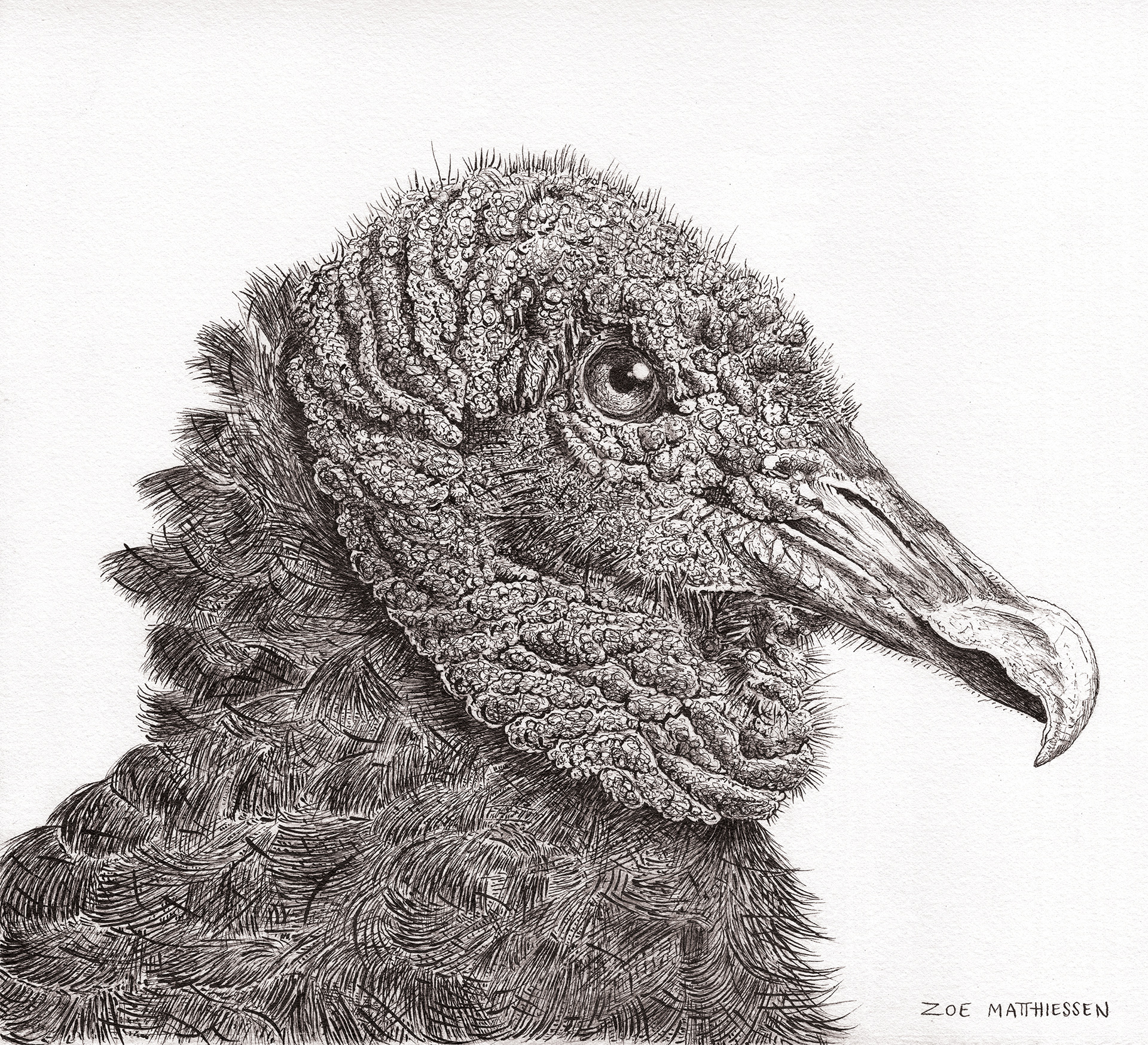 Black Vulture