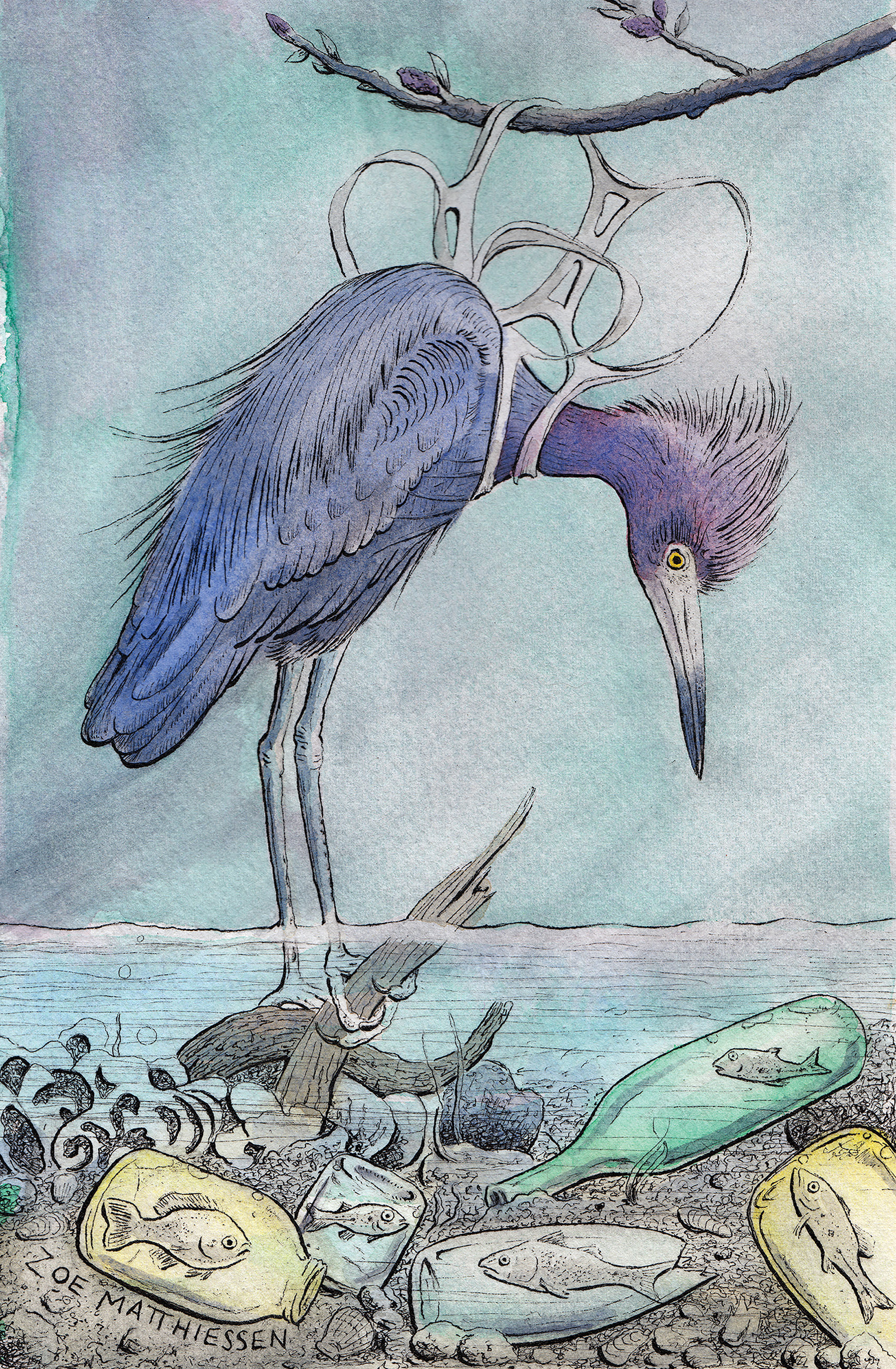 Bird Gone, Fish In-New Haven Independent