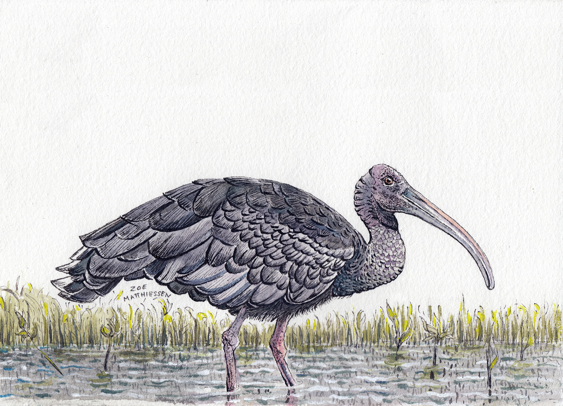 Great Ibis