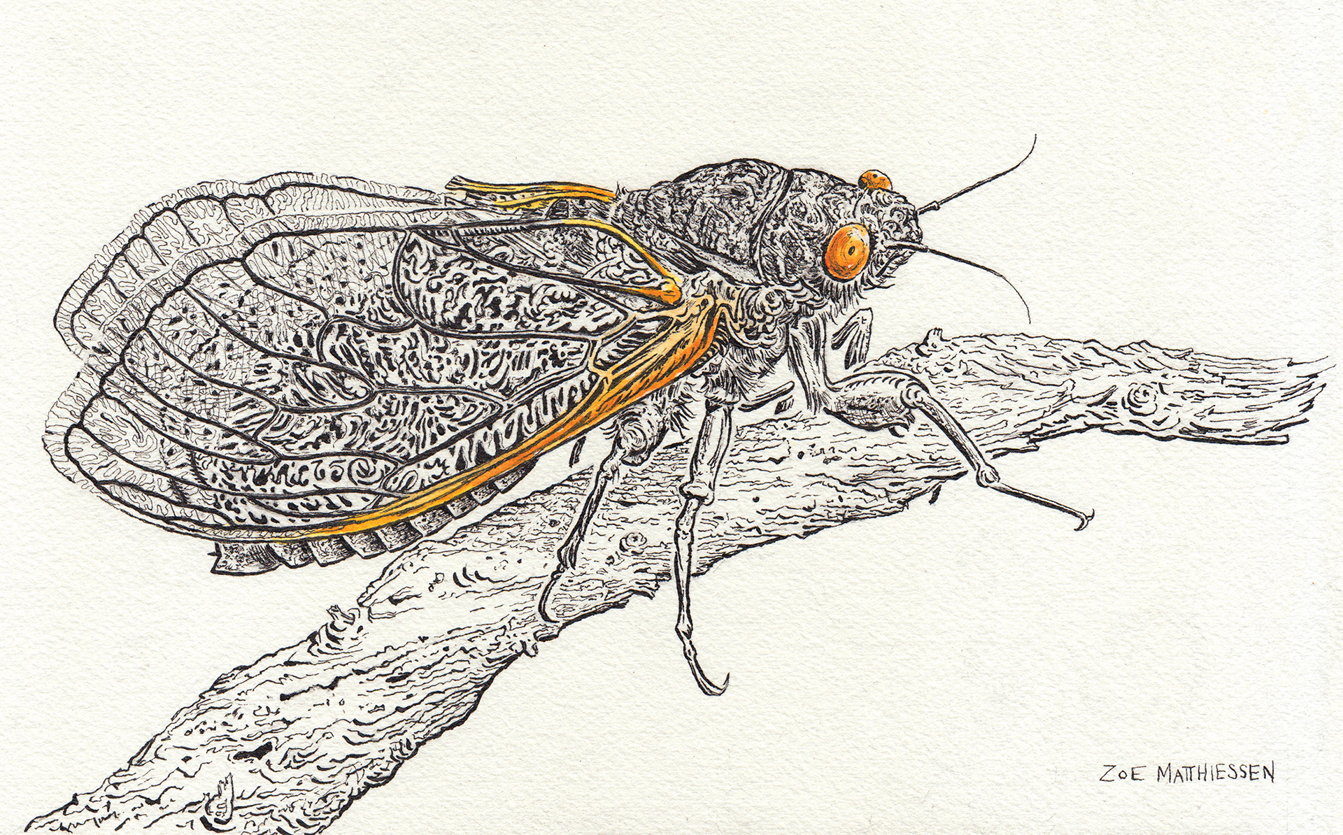 Cicada Friend