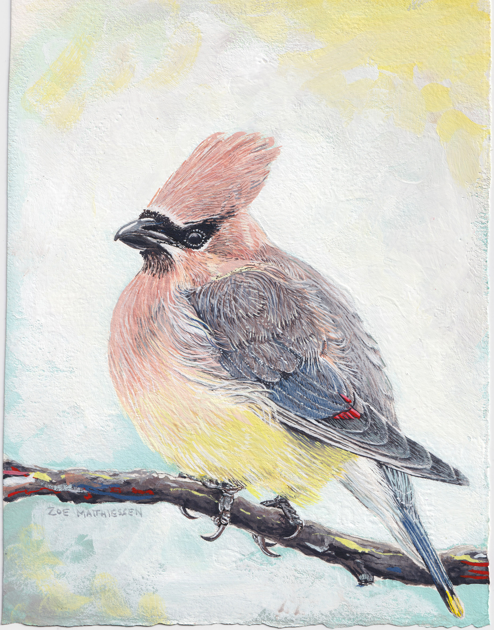 Cedar Waxwing
