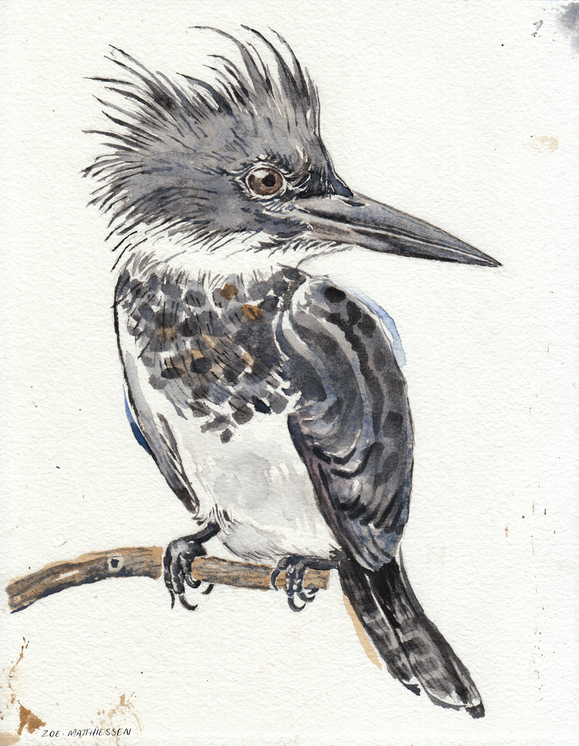 Kingfisher (Left Hand)