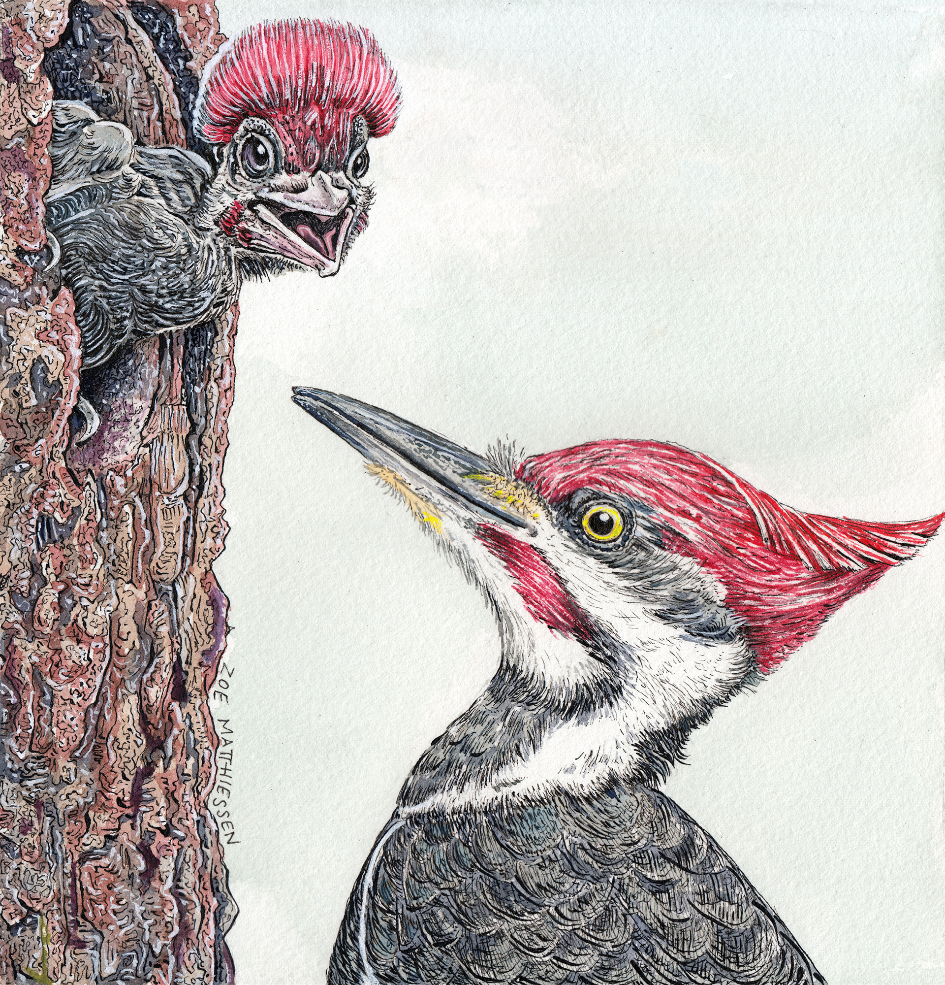 Pileated Pals