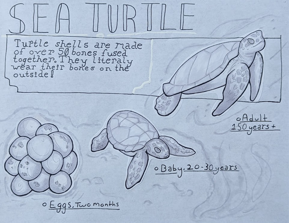 Sea Turtle Info