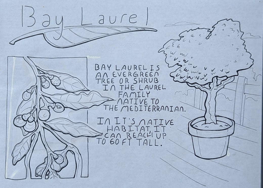 Bay Laurel Info