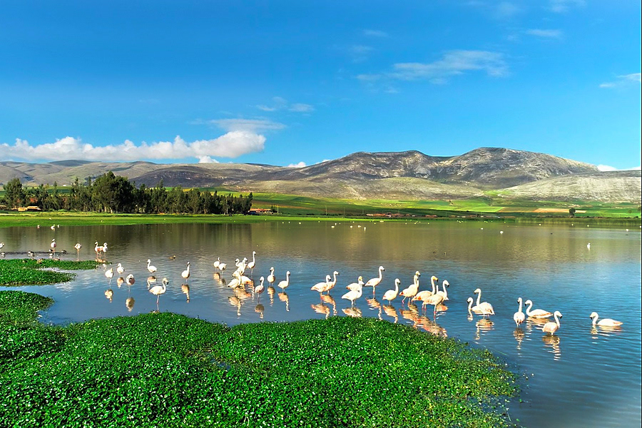Parihuanas en la laguna del anexo Chocón