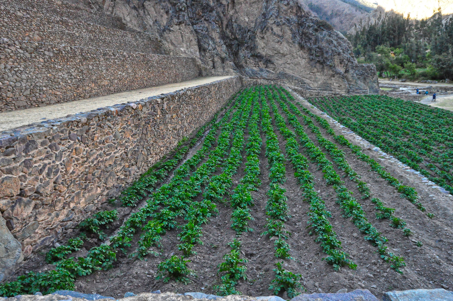 Zona agrícola Centro arqueológico de Ollantaytambo
