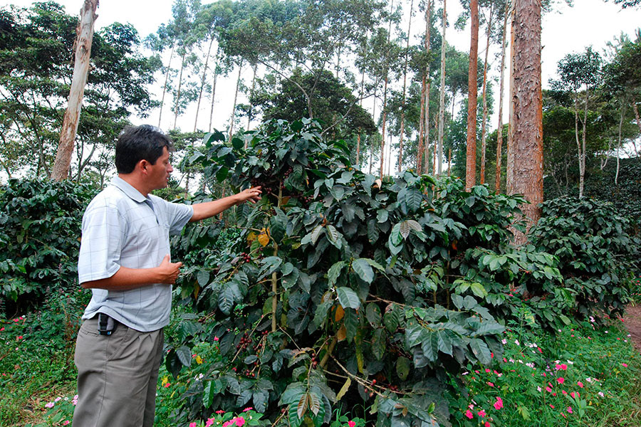 Sembríos de café VillaRica
