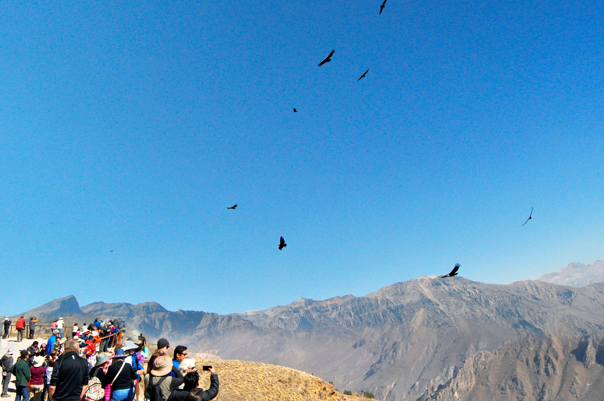 Cóndores en Colca