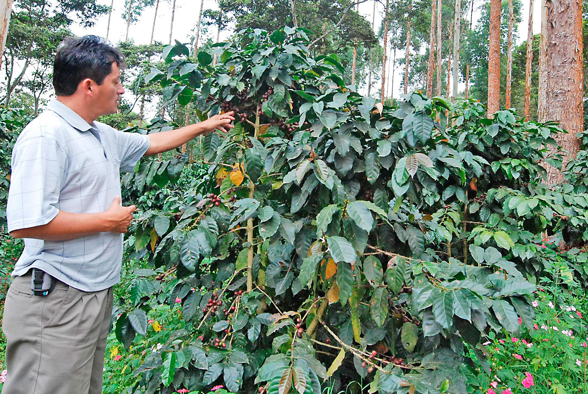 Finca Cafetalera Schuler
