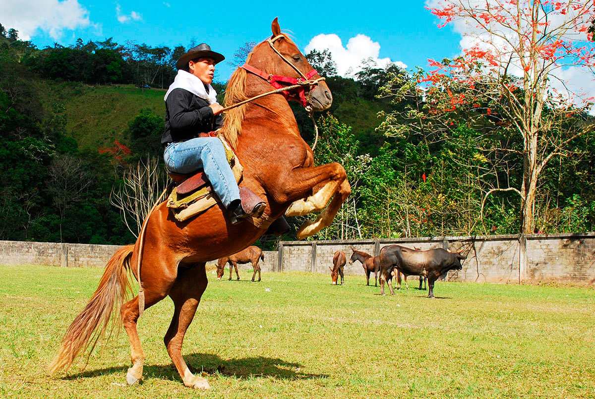 Concurso de caballos