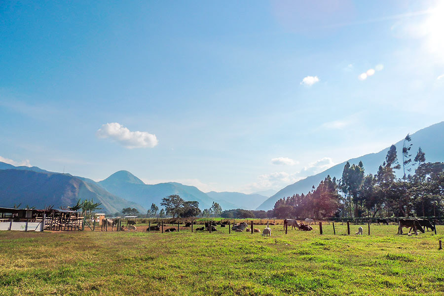 Fundos en Oxapampa