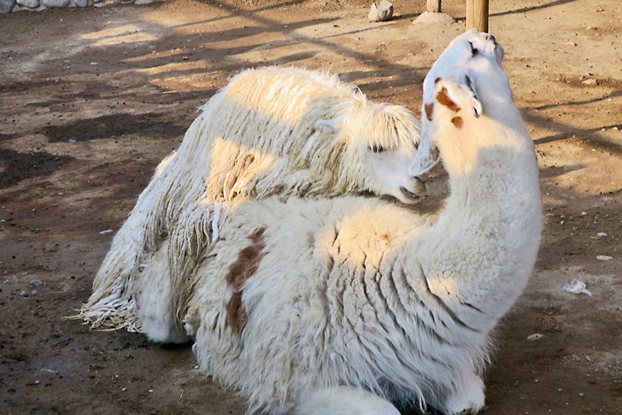 Criadero de alpaca