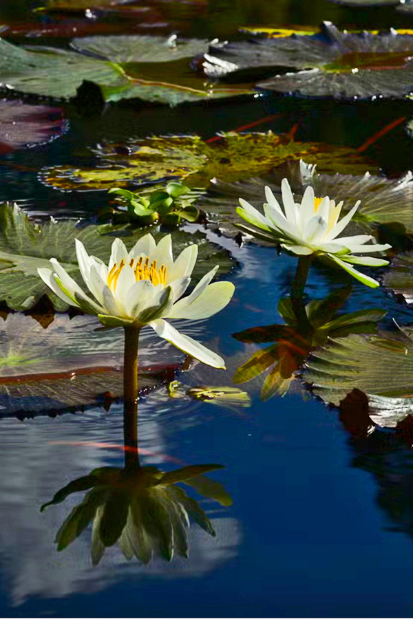 Flores del Oconal