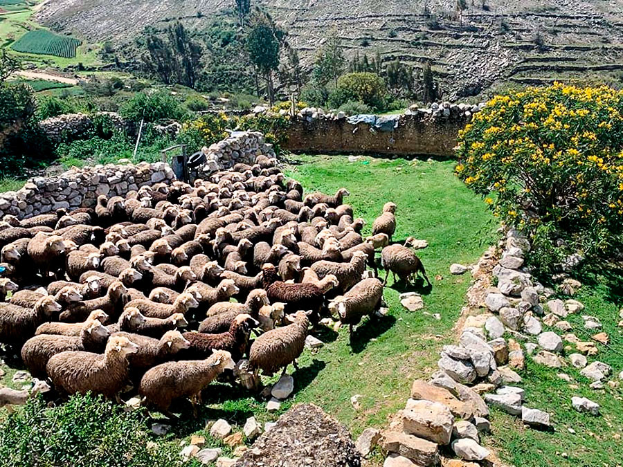 Estancia de ovejas