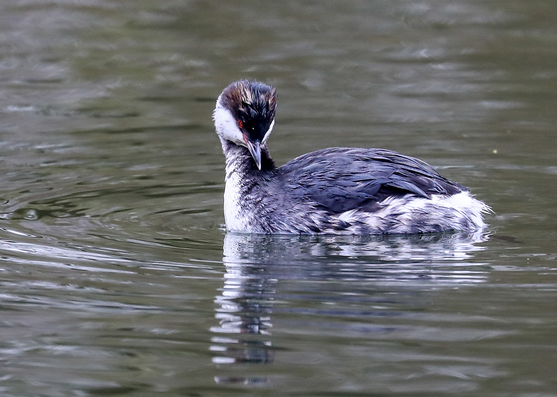 Slavonian Grebe