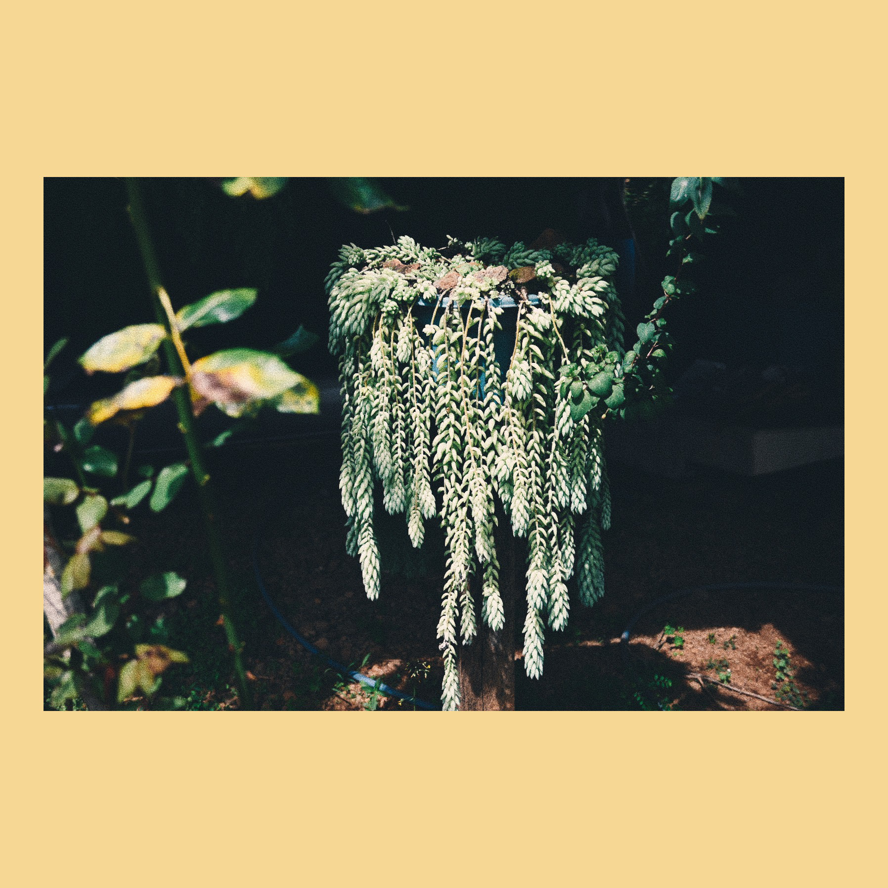 Plant erruption