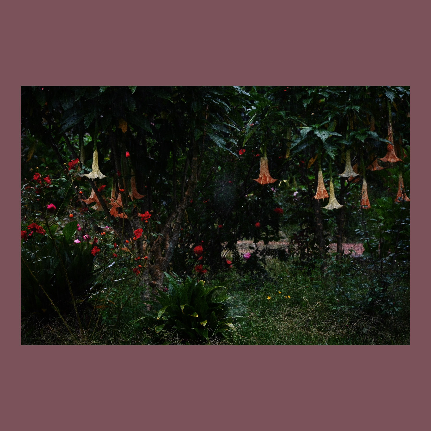 Fairy garden