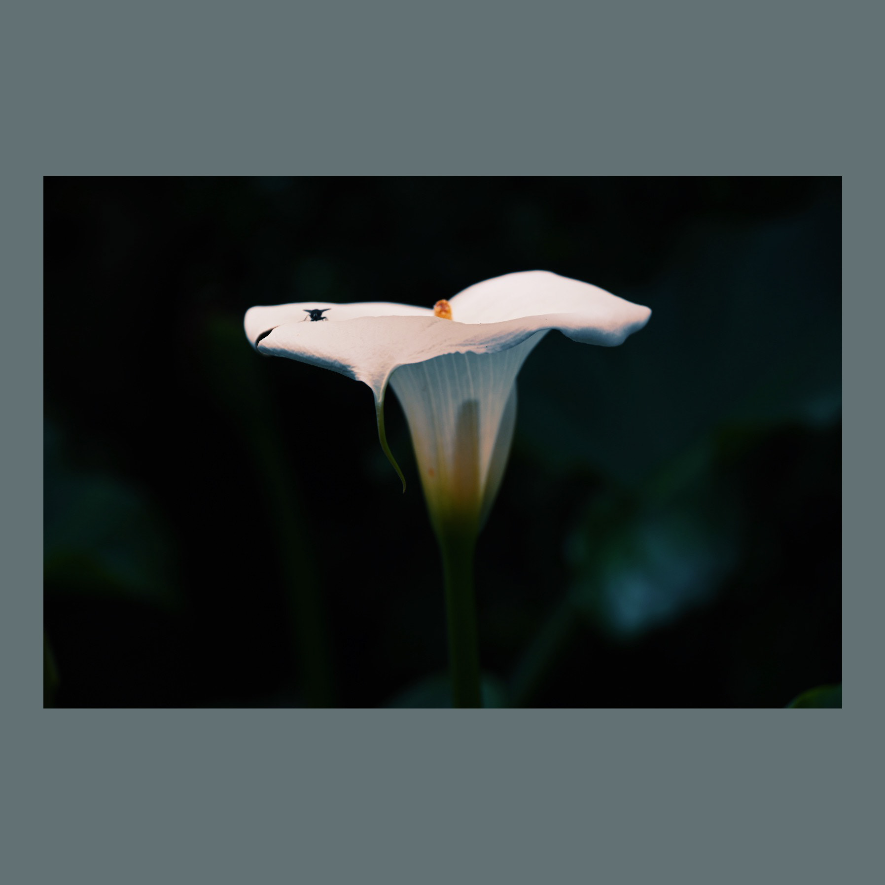 In bloom