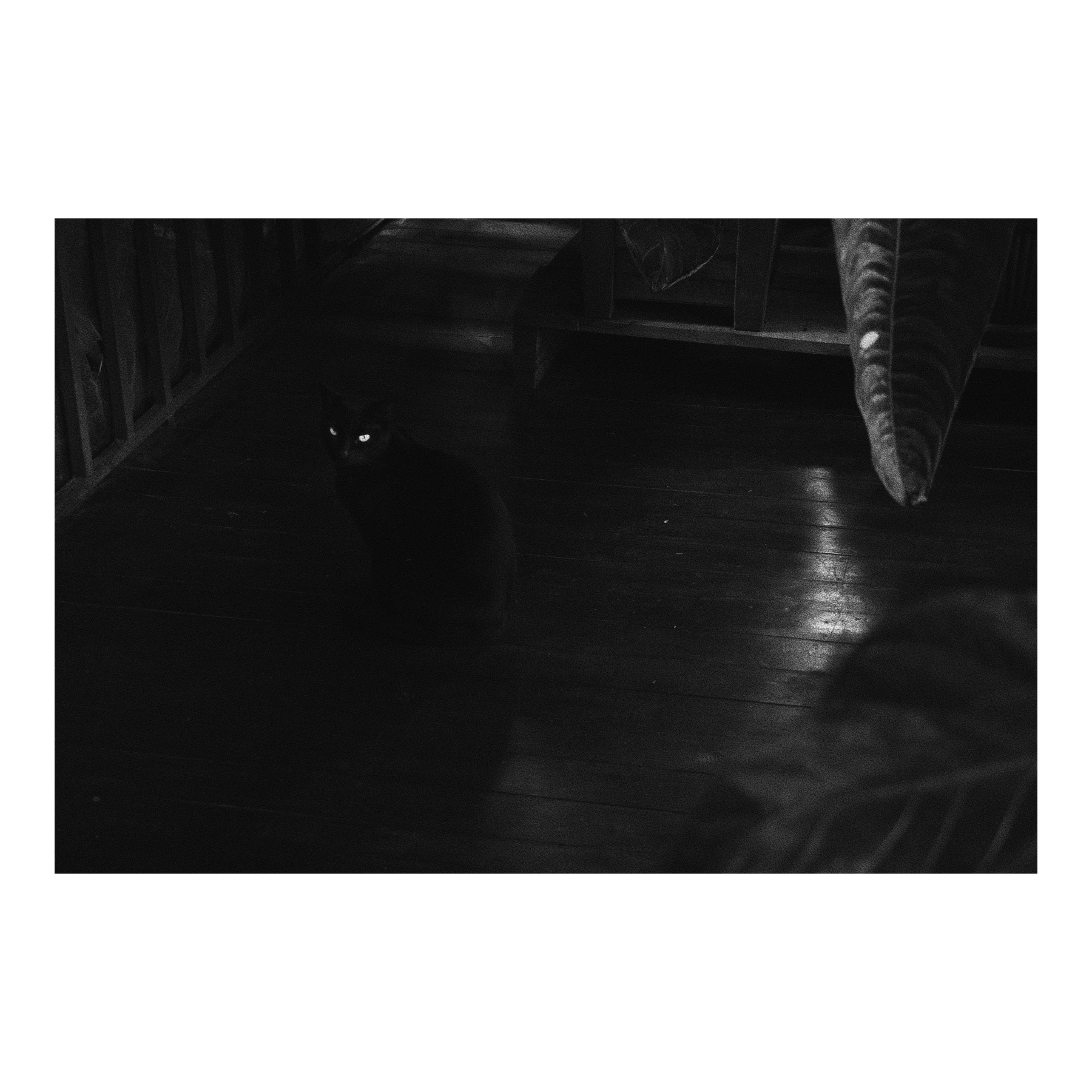 El gato