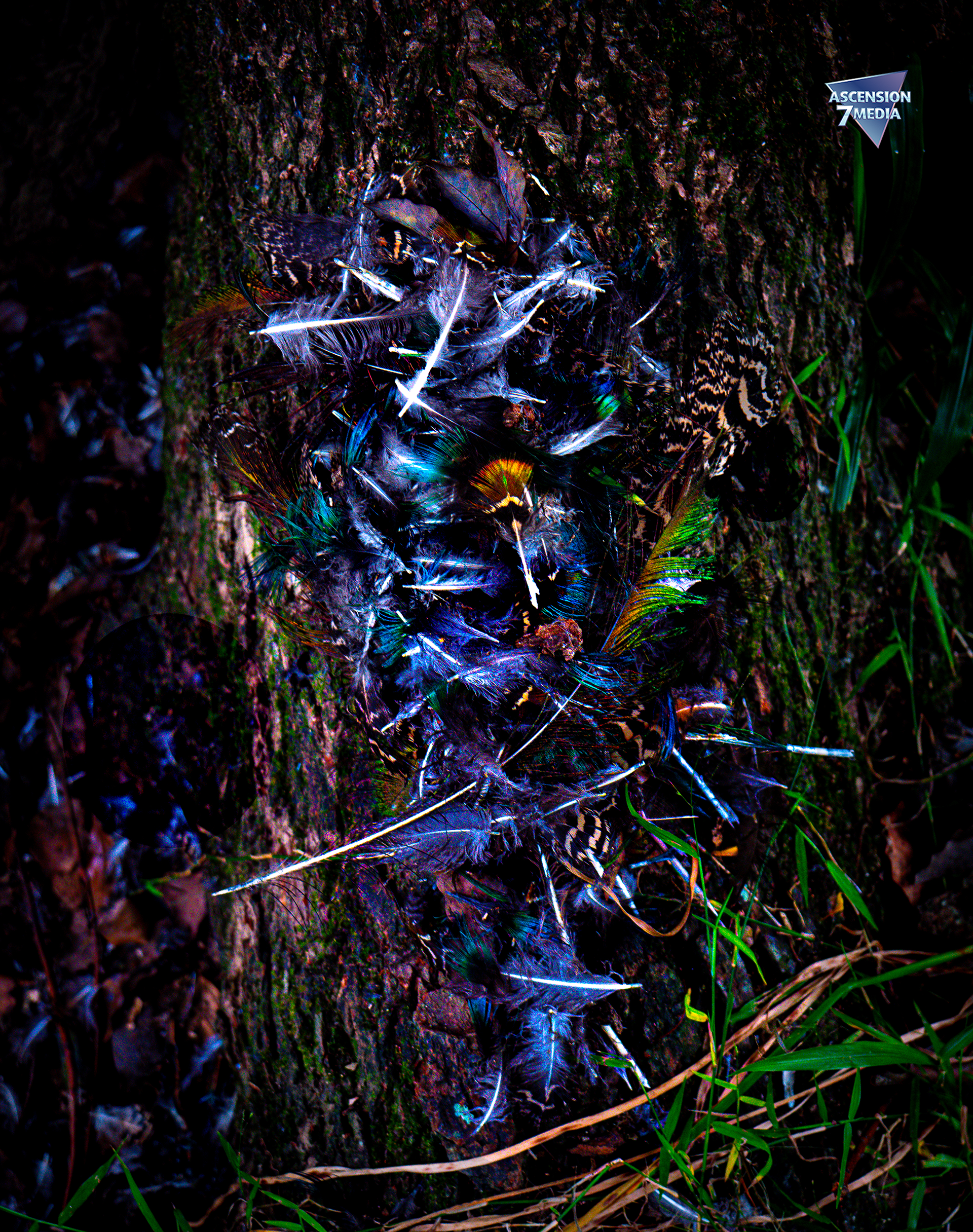 Forensic Photography 4
