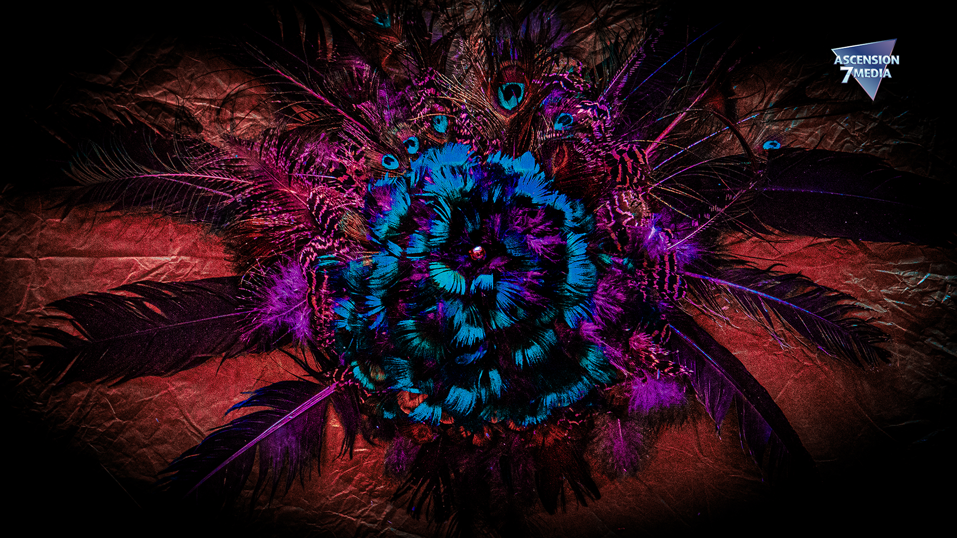 The Peacock Spider