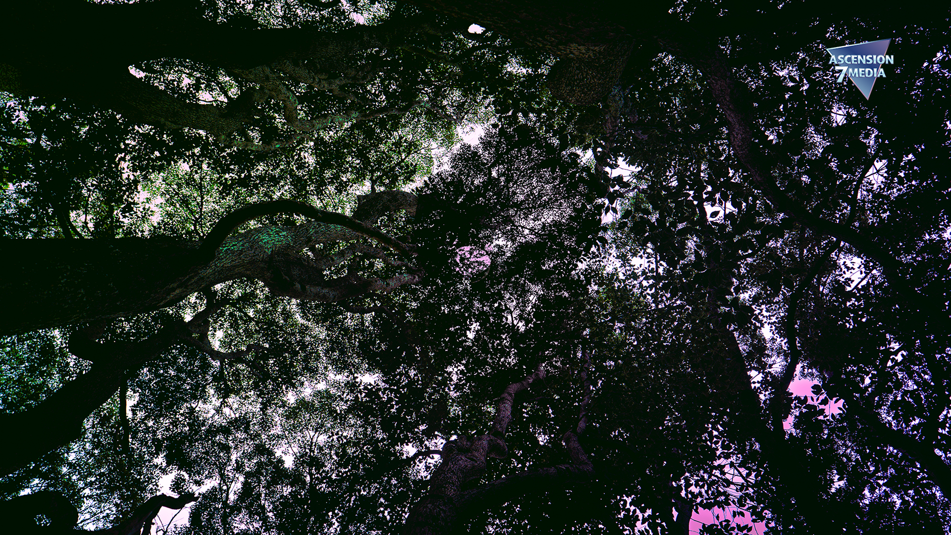 Deep In the Woods.