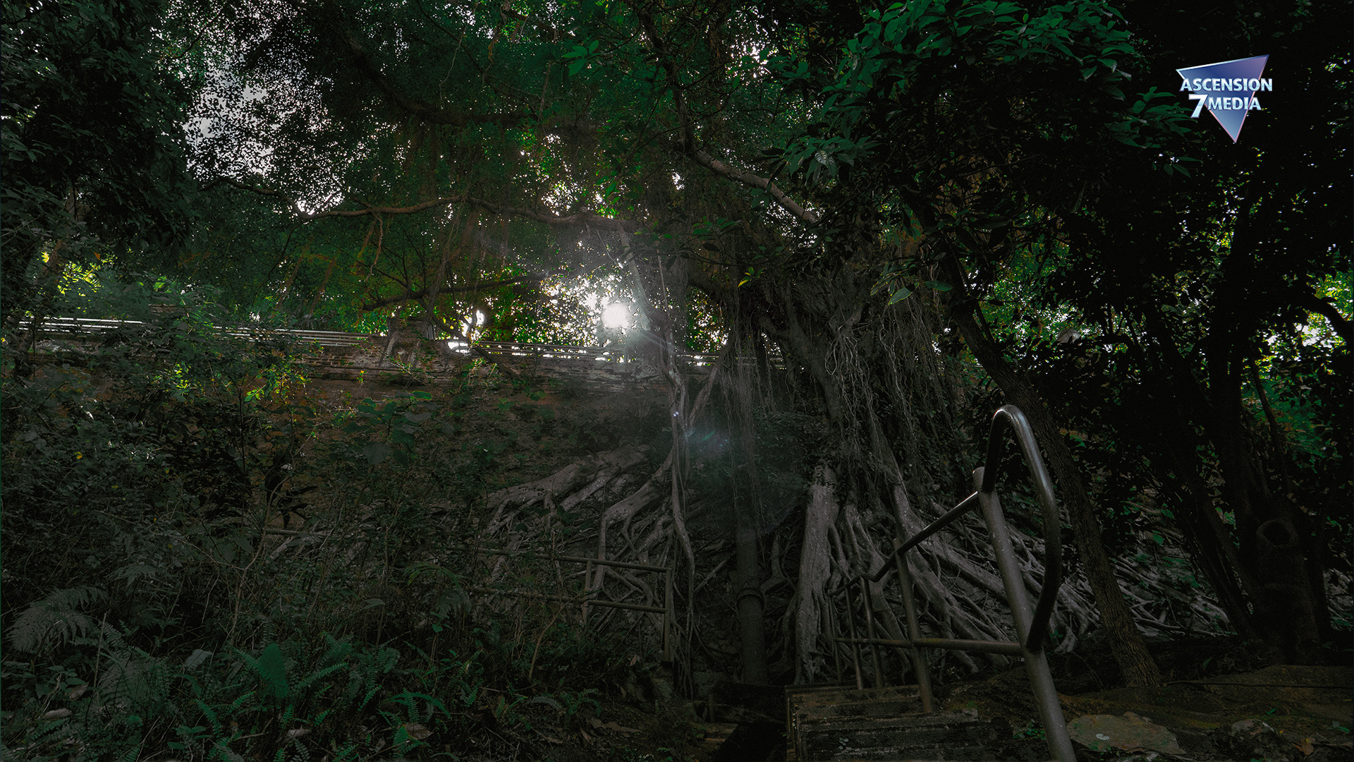 Deep Roots