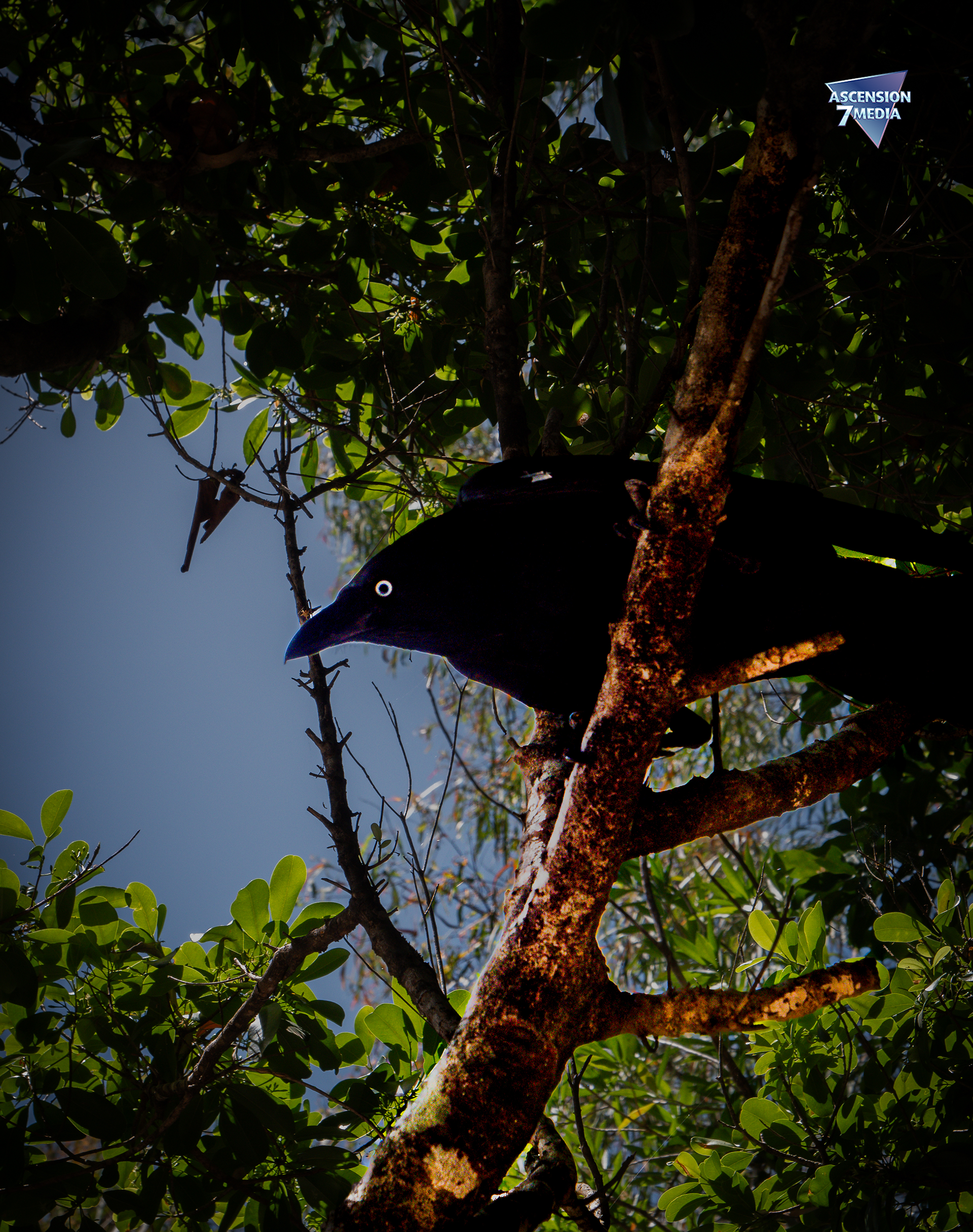 Raven