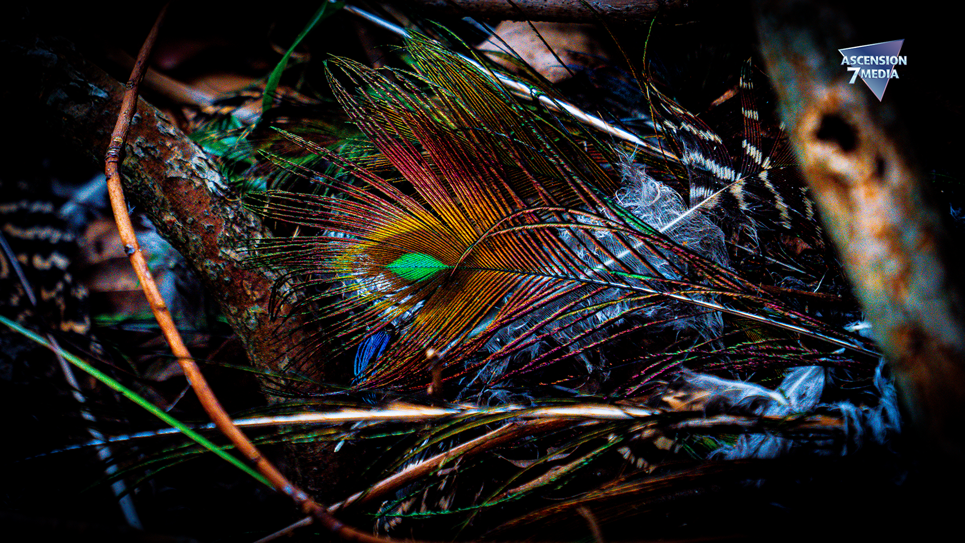 Forensic Photography 1