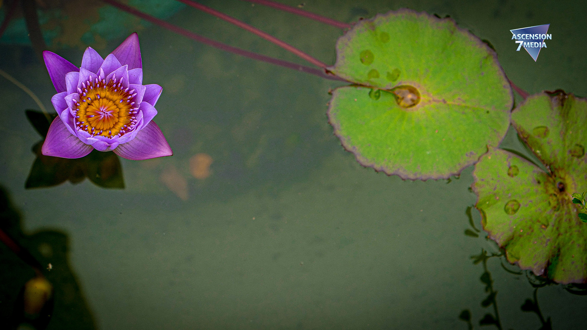 Out of the Murky Waters, A Rebirth Emerges
