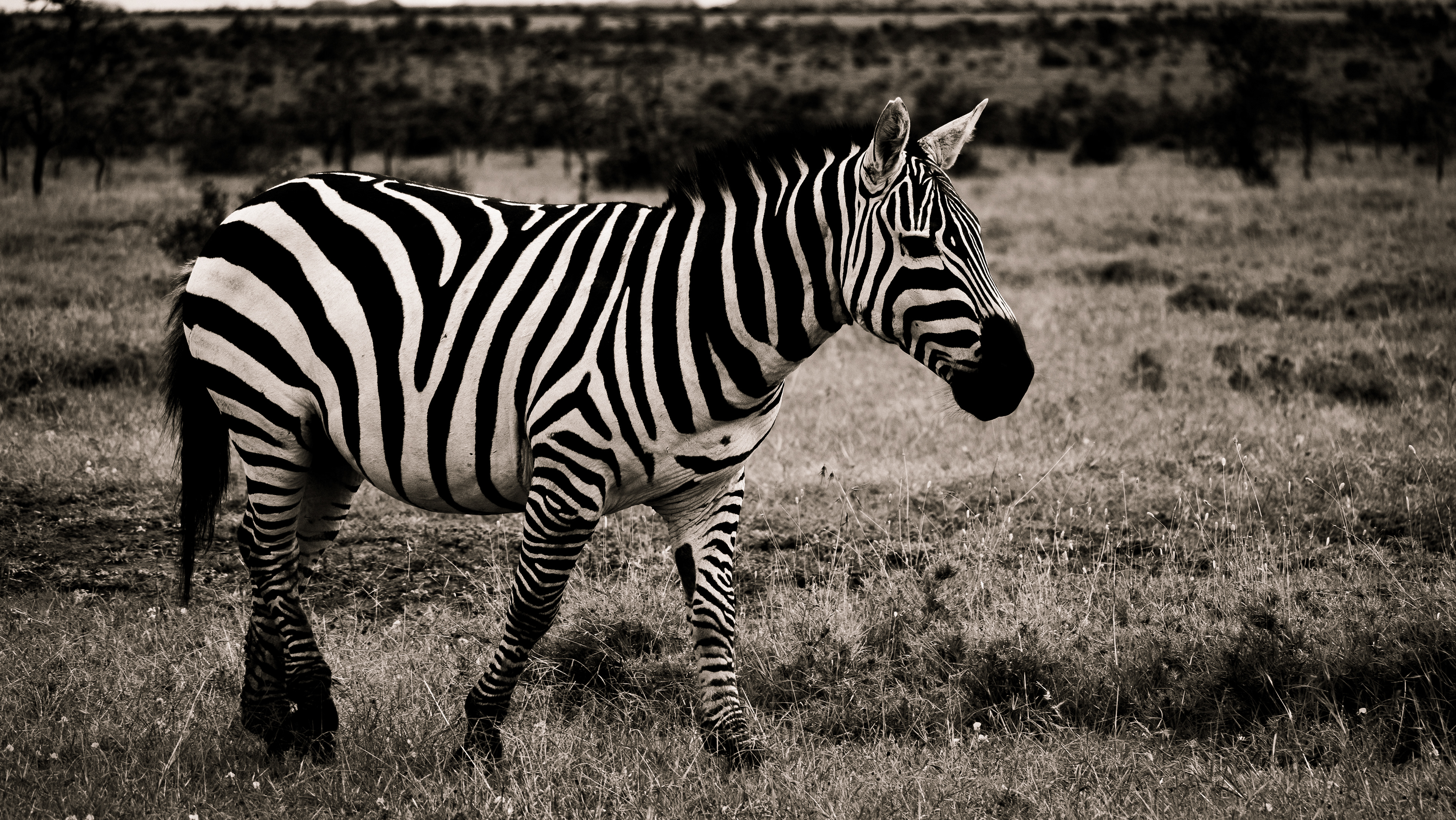 Black & White