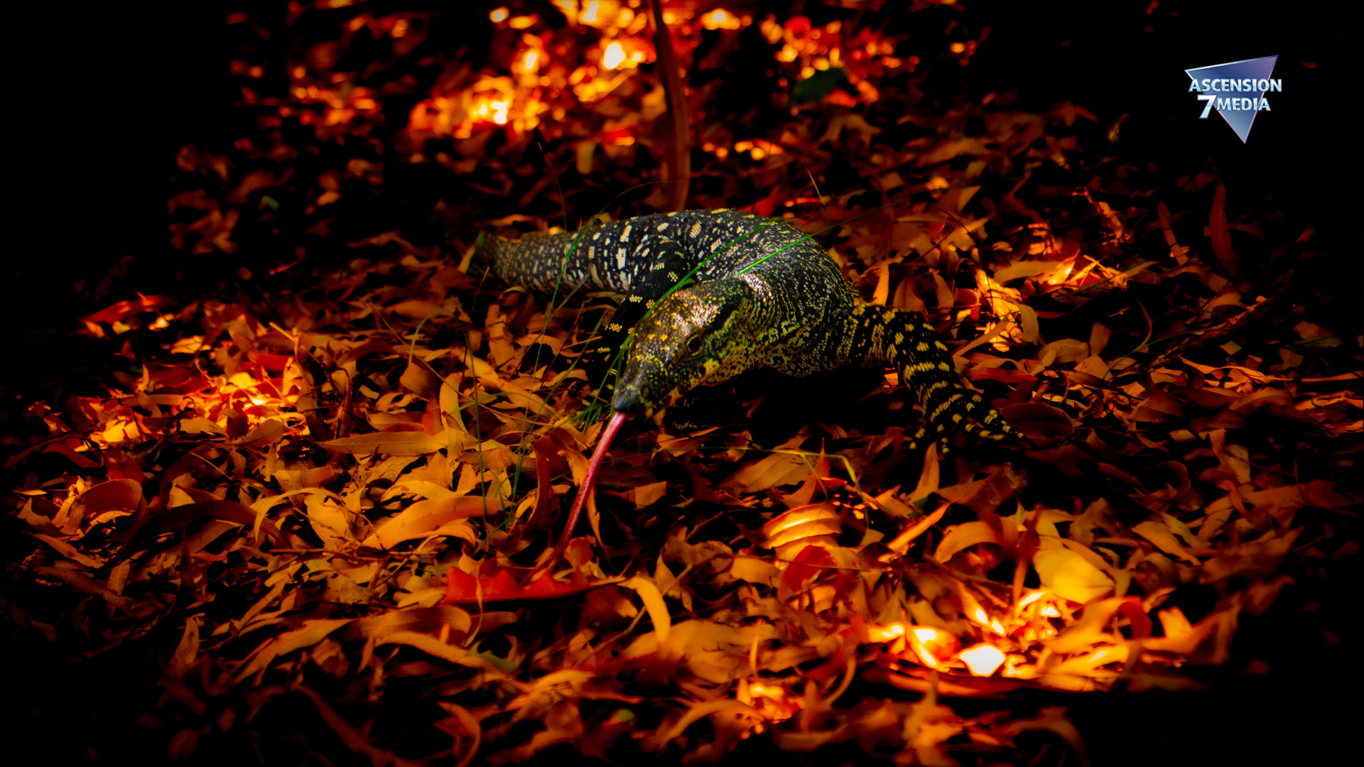 Lizard