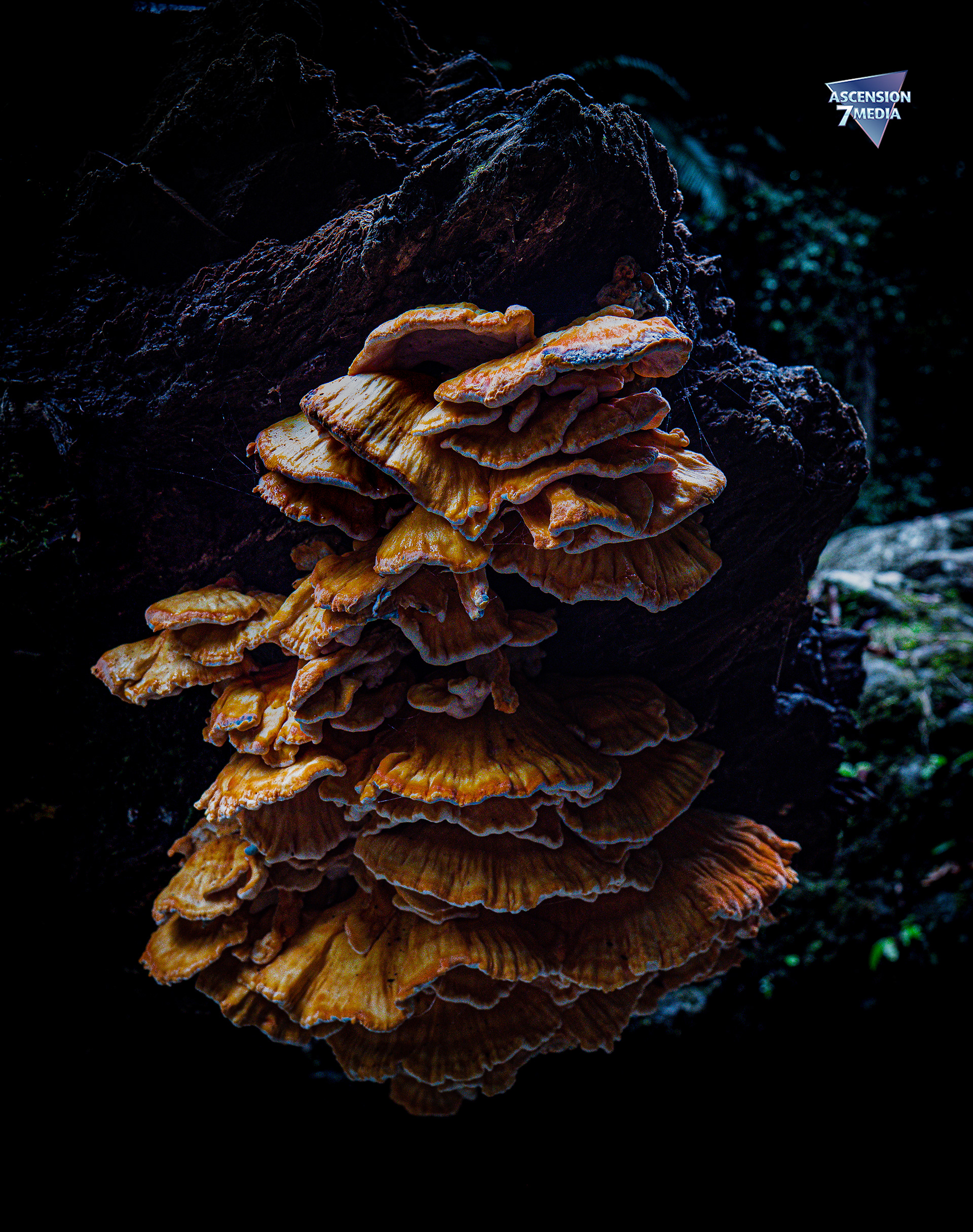Some Kind of Mushroom