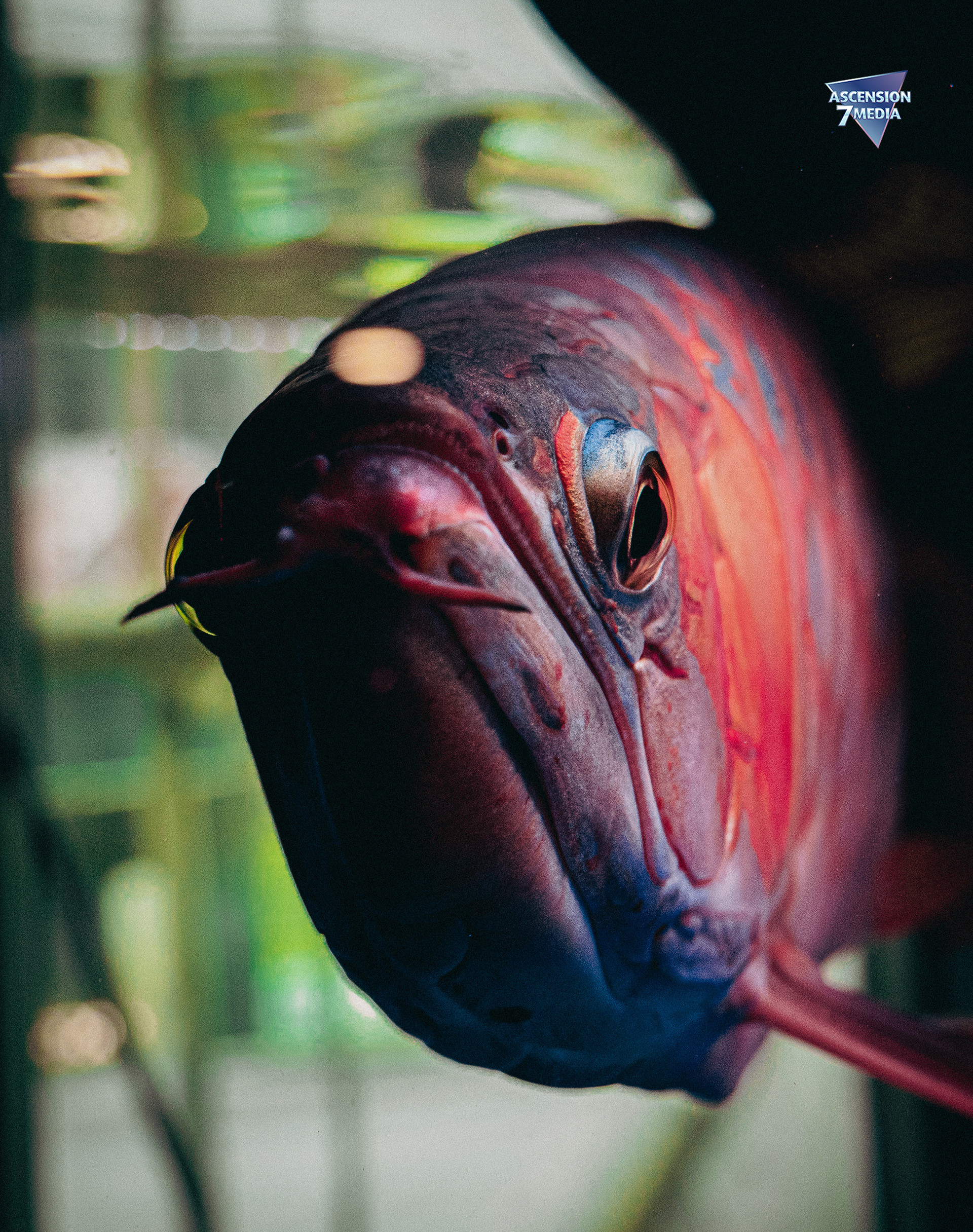 Arowana