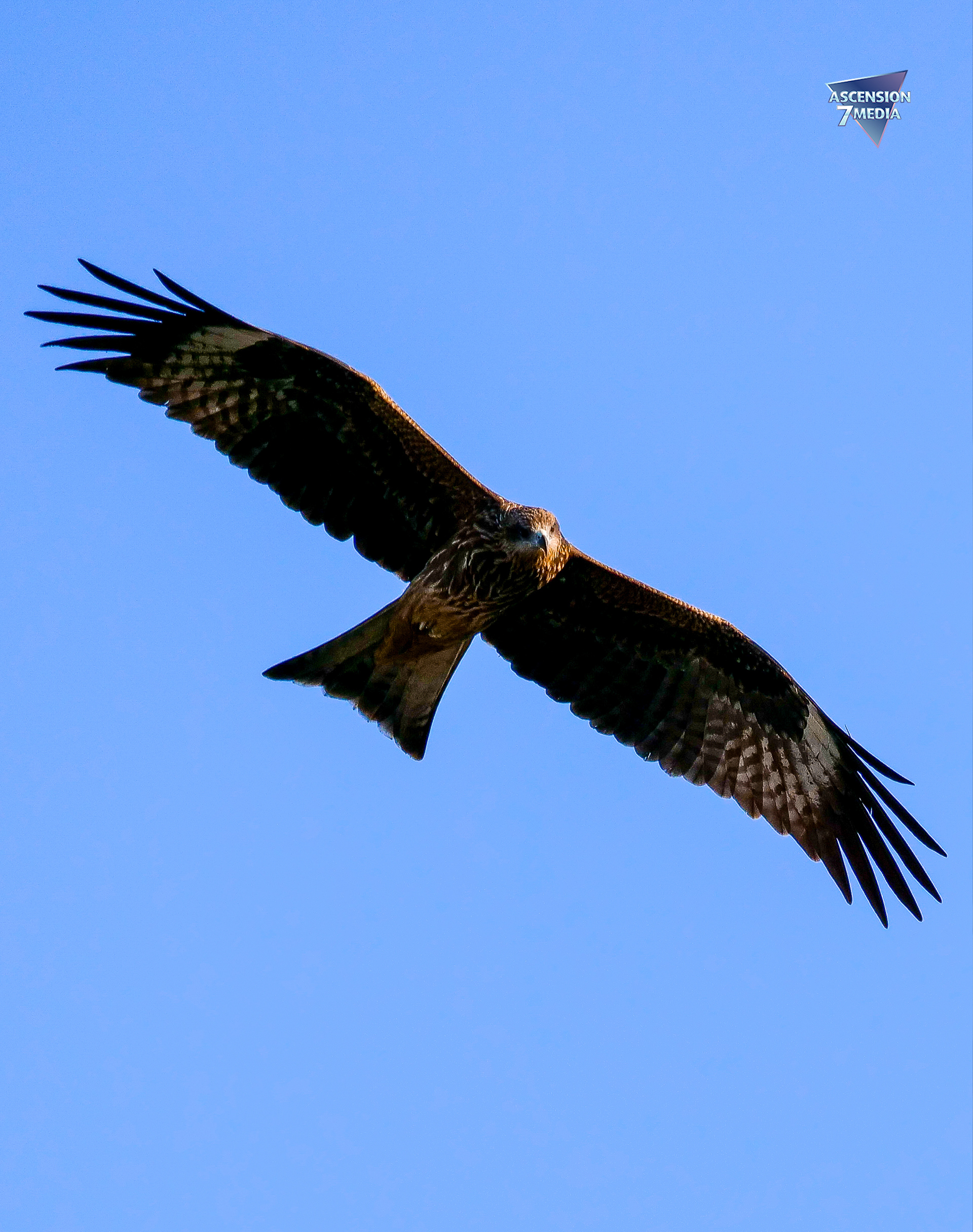 Bird of Prey