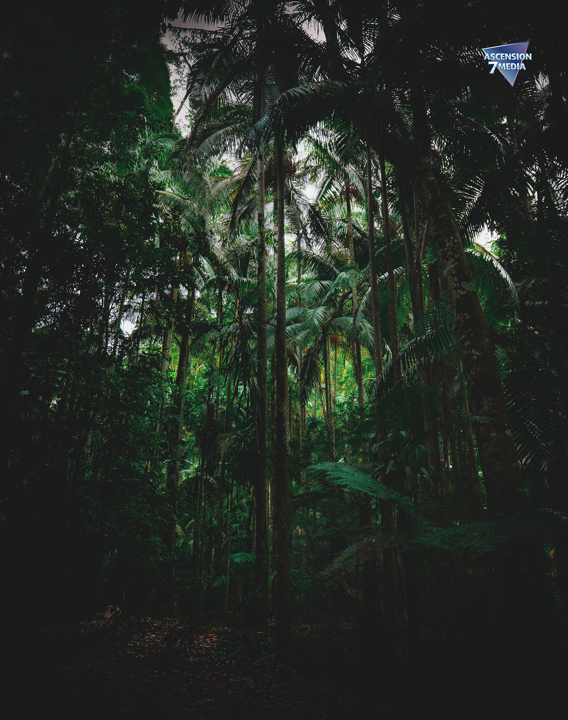 Welcome to the Jungle