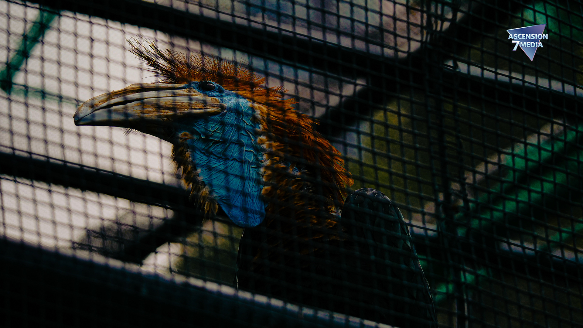 Captivity