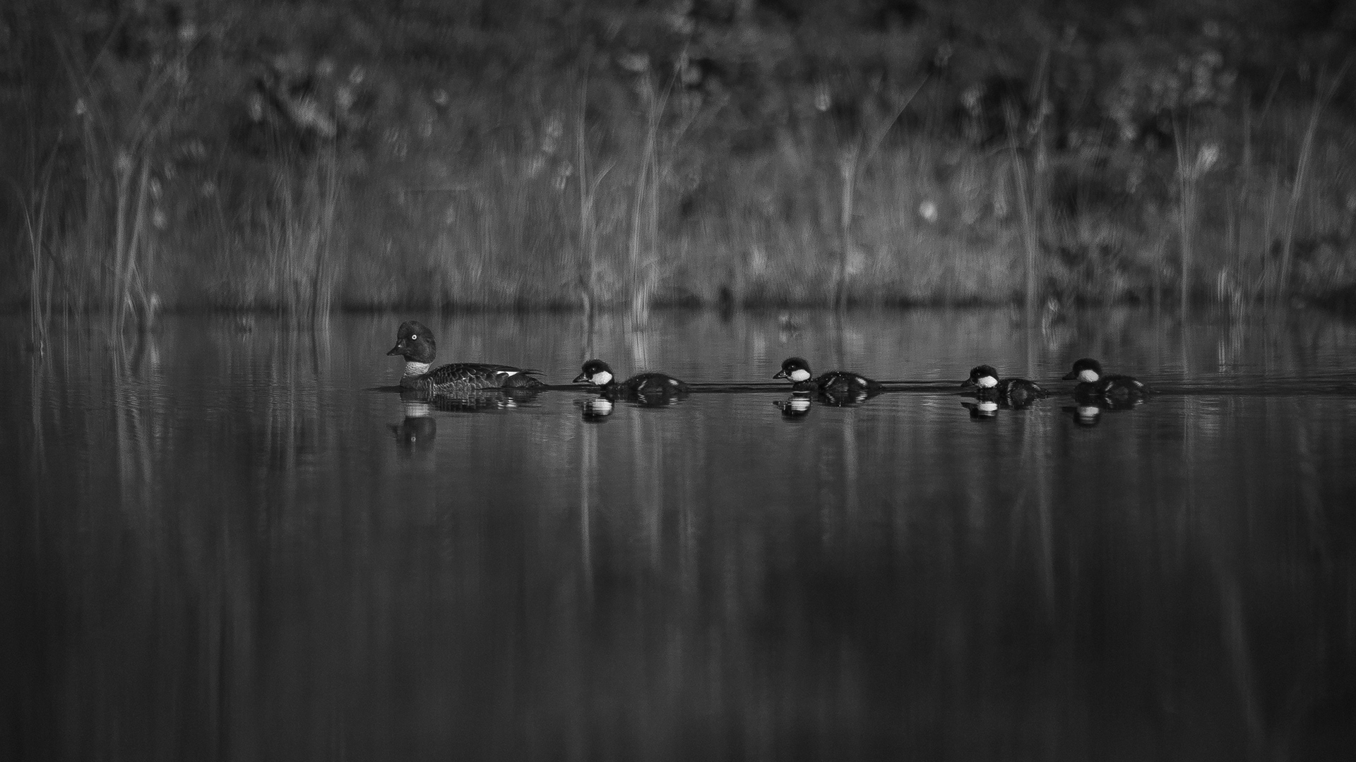 Goldeneye family