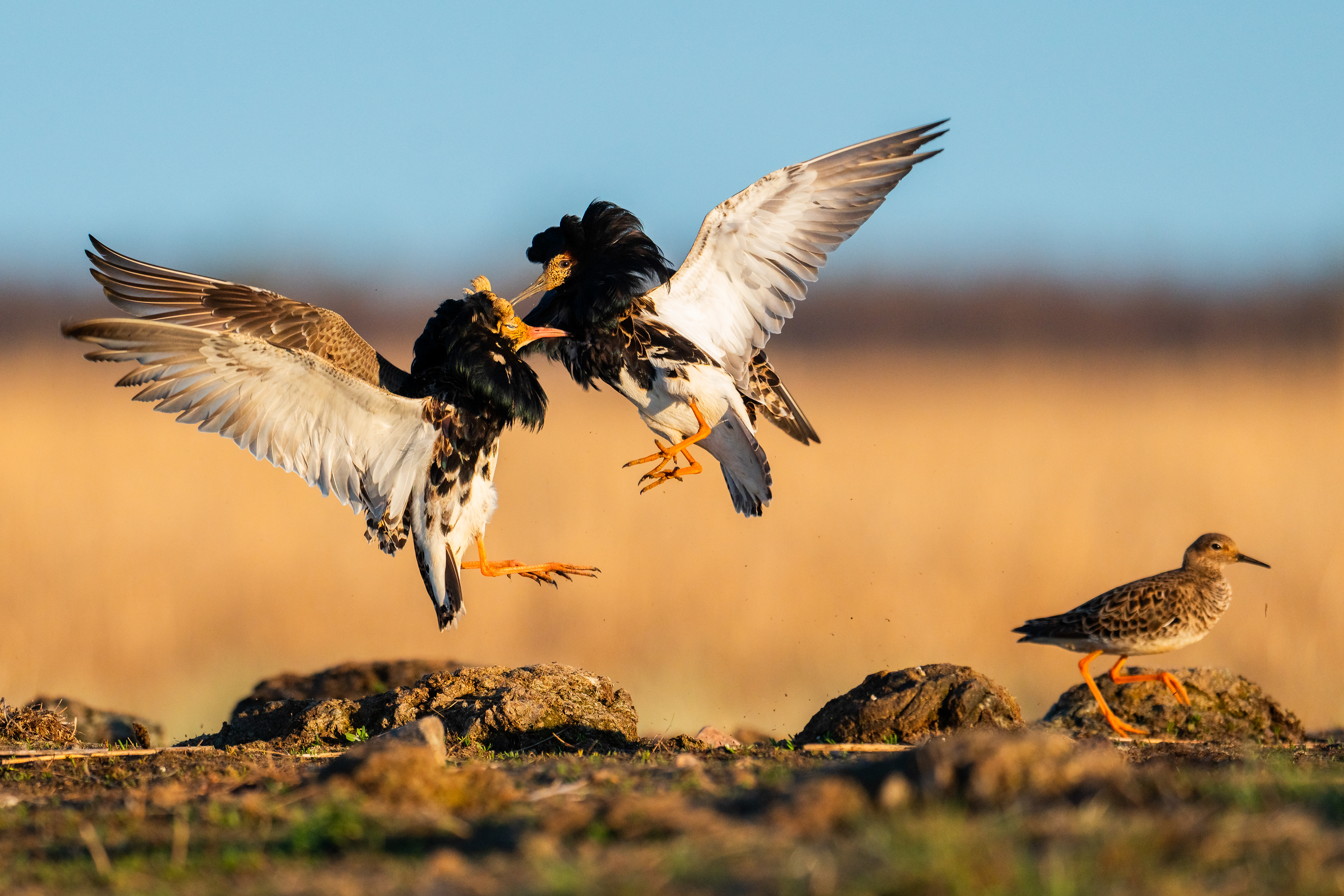 The presence of females always brings ambiance to the lek!