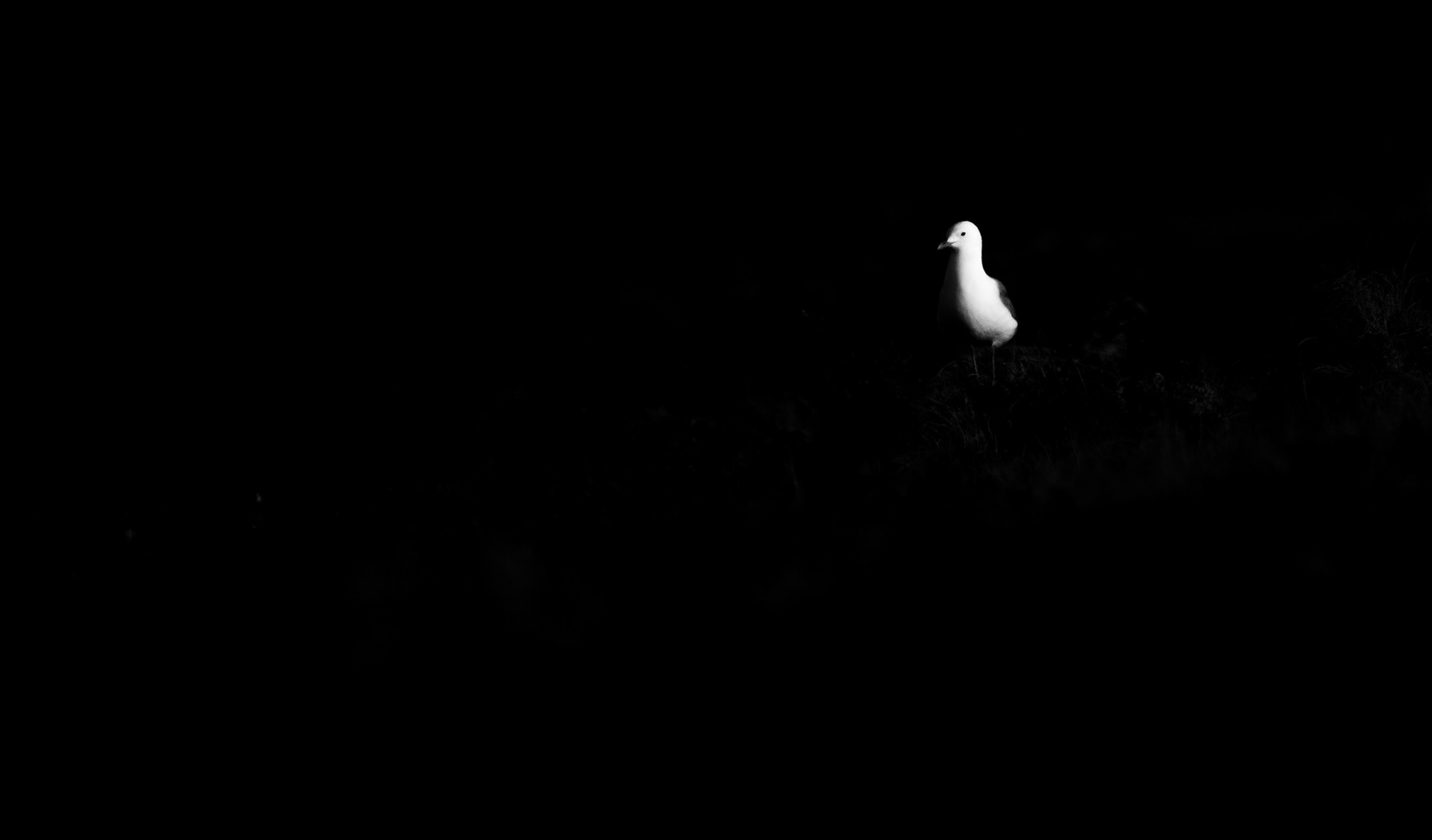 Common gull