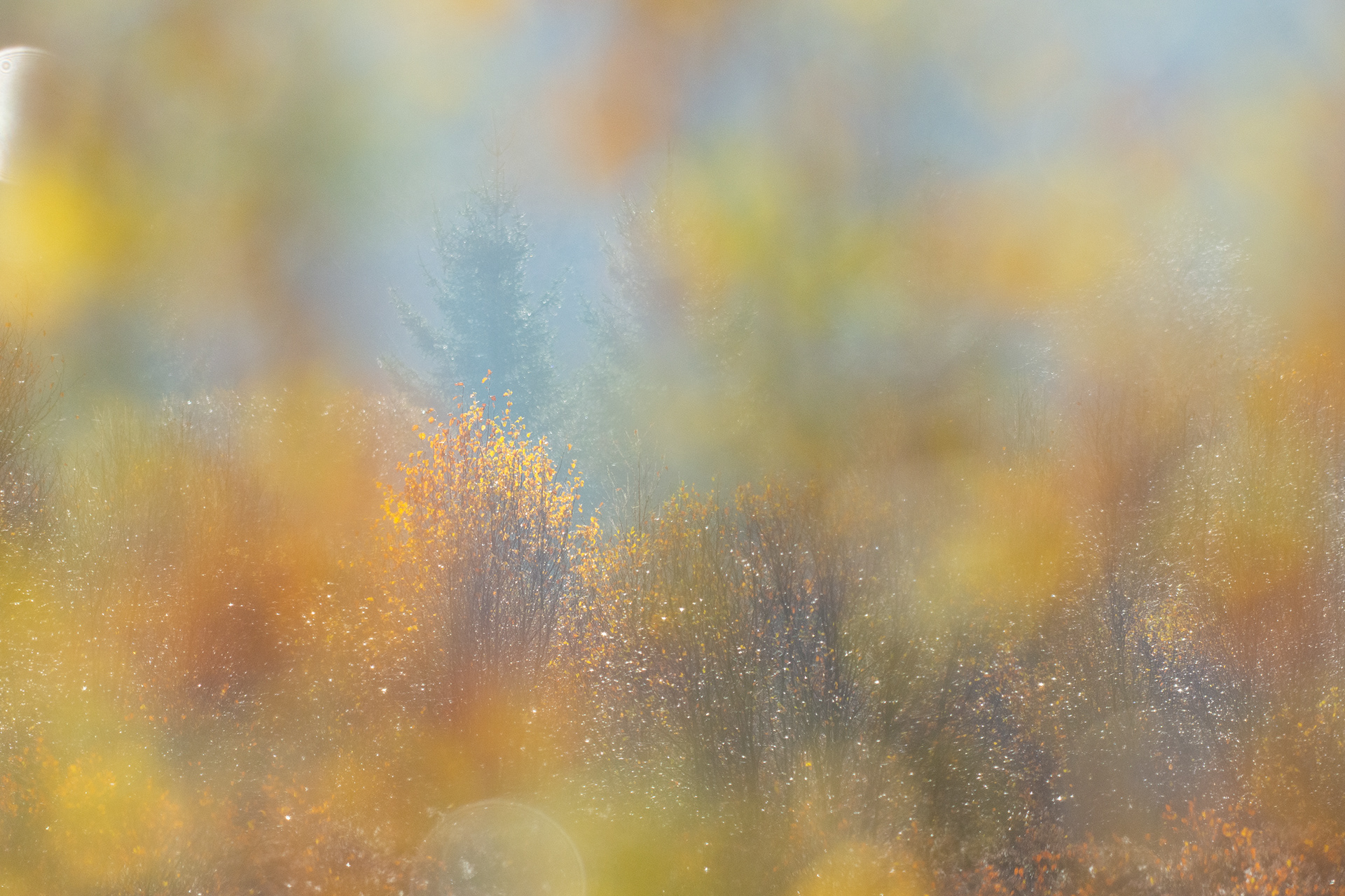 Autumn colours - High Fens