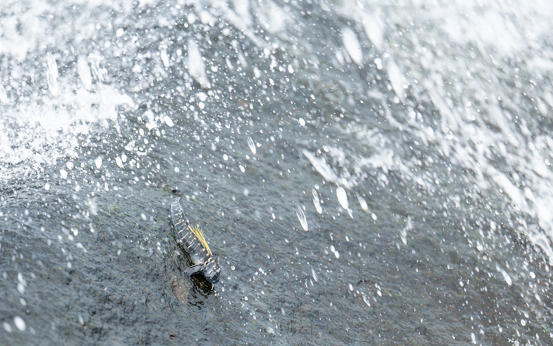 Combtooth blenny sp.