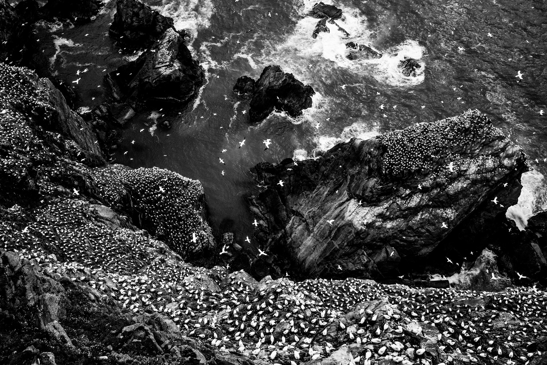Gannet colony III
