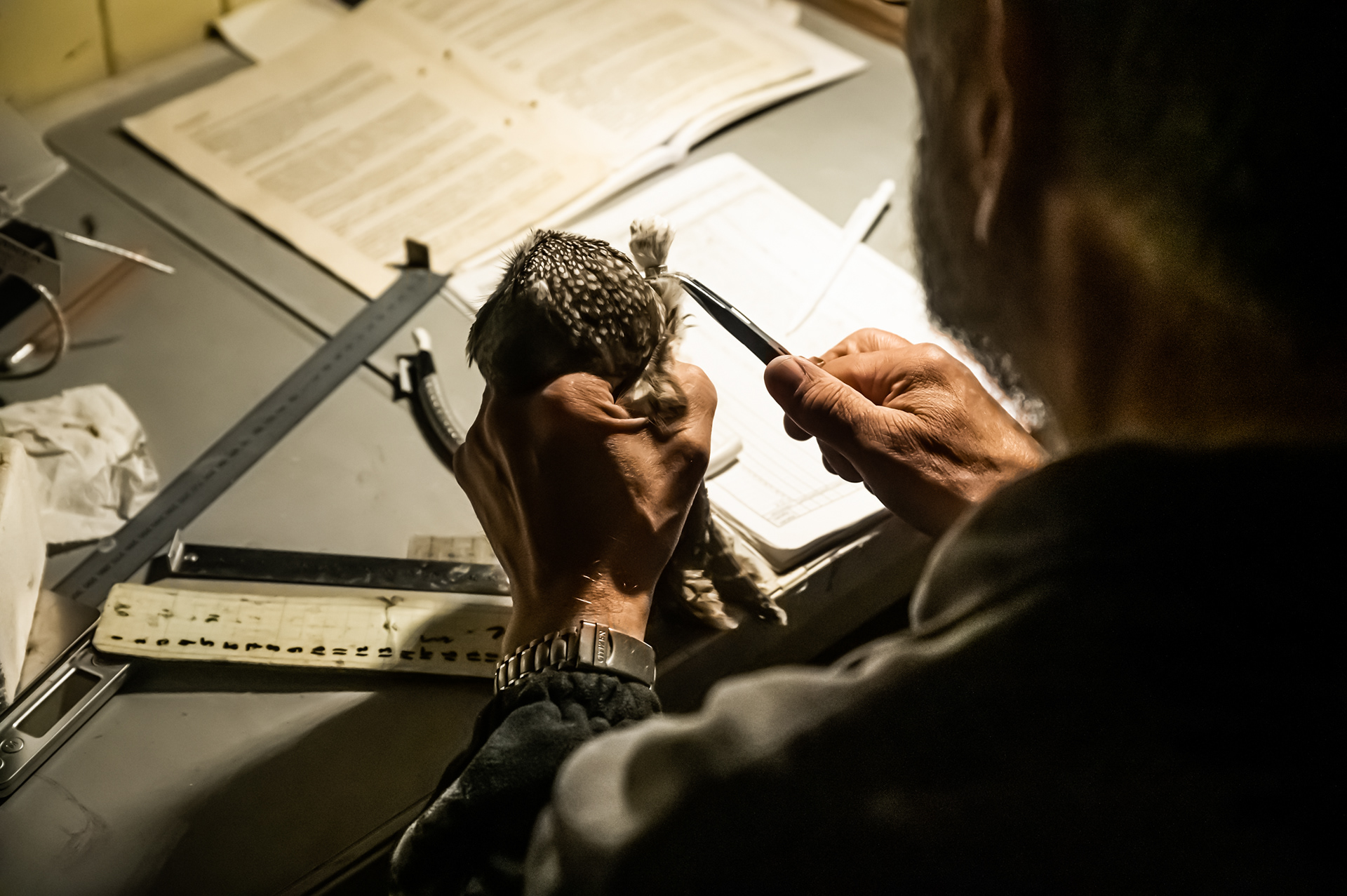 Boreal owl receives a ring by Matti Tynjälä - Finland
